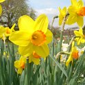 Narcissus petite couronne 'Birma' PB 9